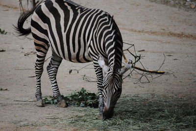 Zebra standing in a field