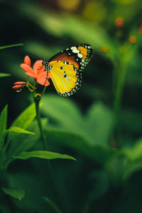 Close-up of butterfly pollinating flower