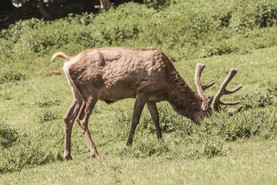 Deer in a field