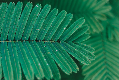 Close-up of fern leaves