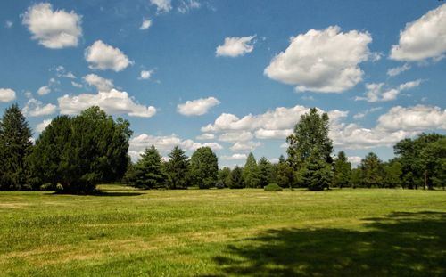 Trees on field against sky