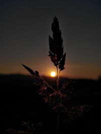 Close-up of silhouette plant against sky during sunset