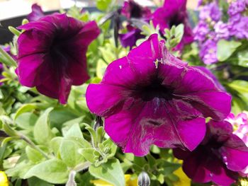 Close-up of purple hibiscus blooming outdoors