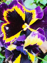 Close-up of purple iris flower