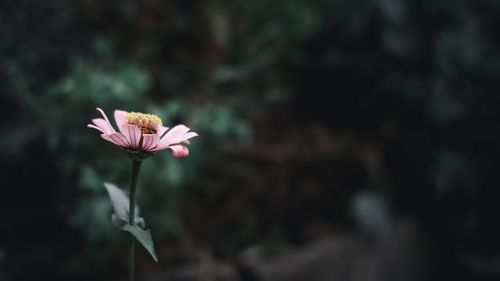 Close-up of pink flower