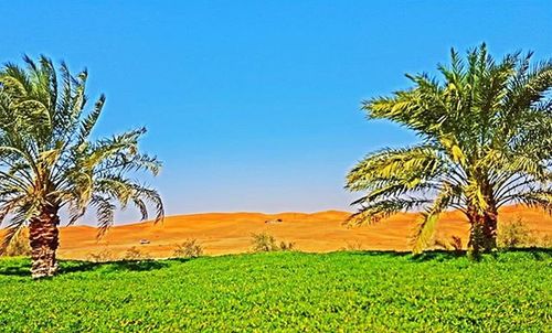 Palm trees on field against clear blue sky