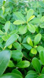 Full frame shot of fresh green leaves