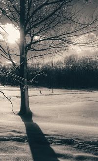 Bare trees on landscape