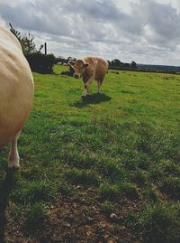 Cows grazing on grassy field against cloudy sky