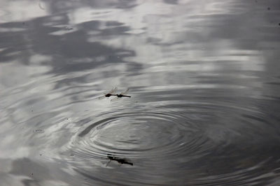 Close-up of insect on water