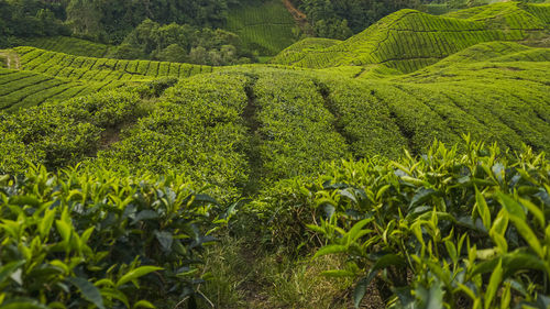 Scenic view of agricultural field