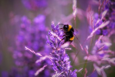 Close-up of bee pollinating on lavender