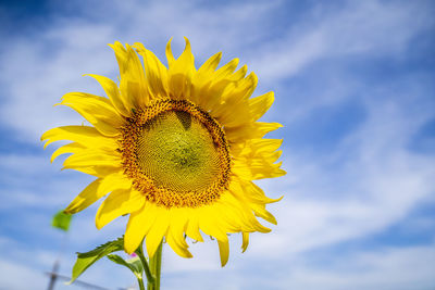 Close-up of yellow sunflower against sky