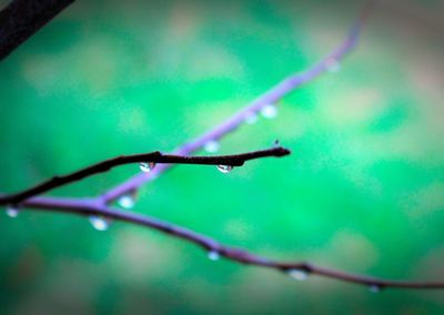 Close-up of plant against blurred background