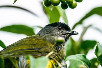 Close-up of bird perching on plant