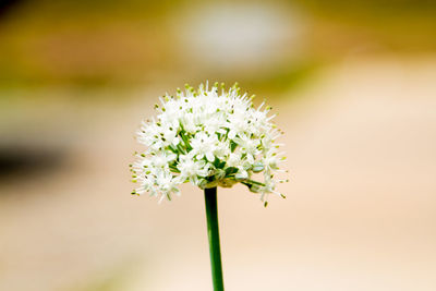 Close-up of white flowers blooming outdoors