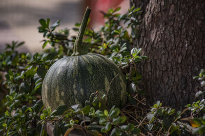 Close-up of picked pumpkin under a tree on the ground