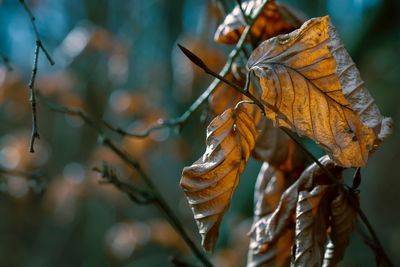 Close-up of dried leaves