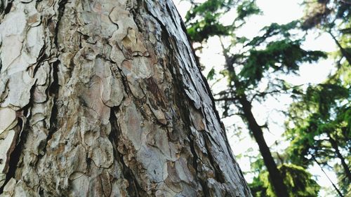 Low angle view of tree trunk