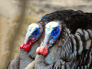 Close-up of peacock