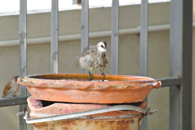 Close-up of bird perching on a feeder