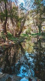 Scenic view of lake in forest