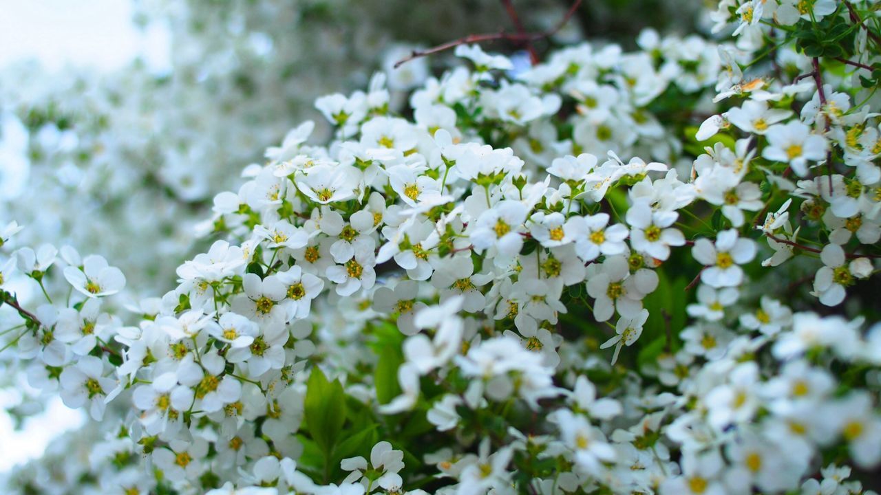 flower, white color, freshness, growth, fragility, beauty in nature, petal, nature, focus on foreground, blooming, flower head, close-up, plant, in bloom, blossom, selective focus, white, springtime, botany, season