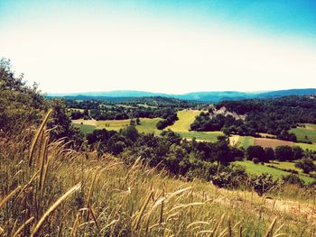 Scenic view of field against clear sky