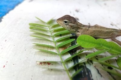 Close-up of a lizard