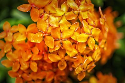 Close-up of yellow flowering plant