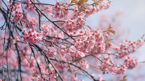 Close-up of pink flowers on branch