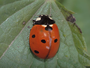 Close-up of ladybug on leaf