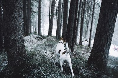 Rear view of dog walking amidst trees in forest during foggy weather