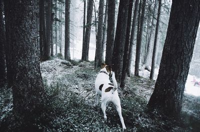 Dog standing on tree trunk