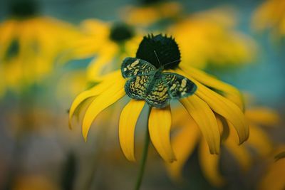 Close-up of insect on yellow flower