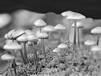 Close-up of mushrooms growing on field