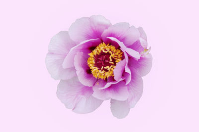 Close-up of pink flower over white background