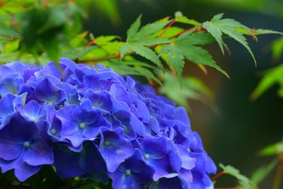 Close-up of purple flowers blooming outdoors