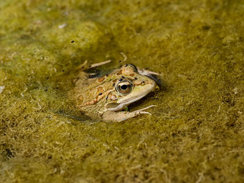 Frog hovering above the water, surrounded by small flies