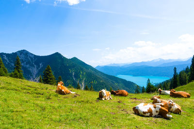 Cows grazing on field against sky
