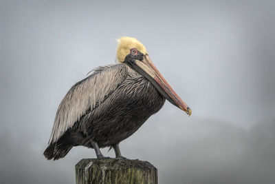 Low angle view of pelican perching on wooden post