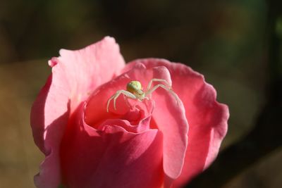 Close-up of pink rose