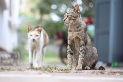 Cats in a zoo