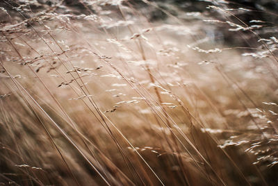 Plants growing on field