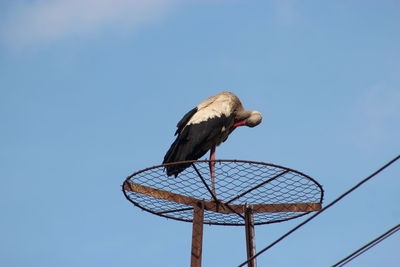 Lonely stork - no nest - law angle view of bird perching on metal against sky