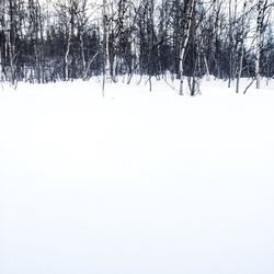 Low angle view of snow covered trees