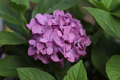 Close-up of pink hydrangea flowers