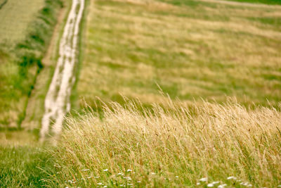 Crops growing on field