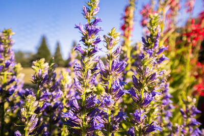 Close-up of purple flowering plants on field