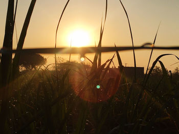 Close-up of grass against sky during sunset